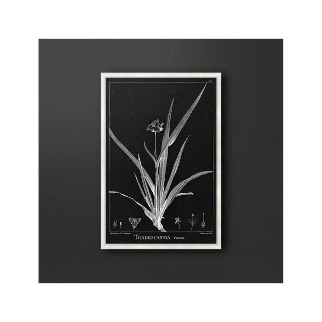 18th Century FRENCH BOTANICAL Illustration - TRADESCANTIA Rosea - Foundry