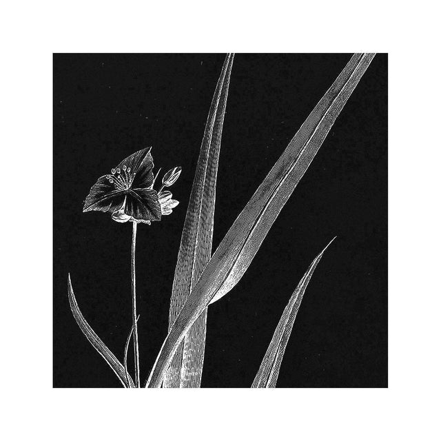 18th Century FRENCH BOTANICAL Illustration - TRADESCANTIA Rosea - Foundry