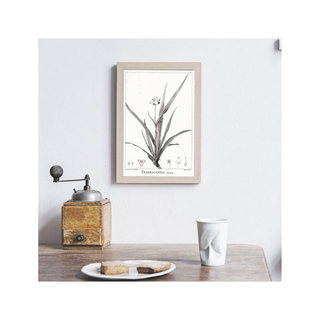 18th Century FRENCH BOTANICAL Illustration - TRADESCANTIA Rosea - Foundry