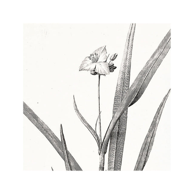18th Century FRENCH BOTANICAL Illustration - TRADESCANTIA Rosea - Foundry