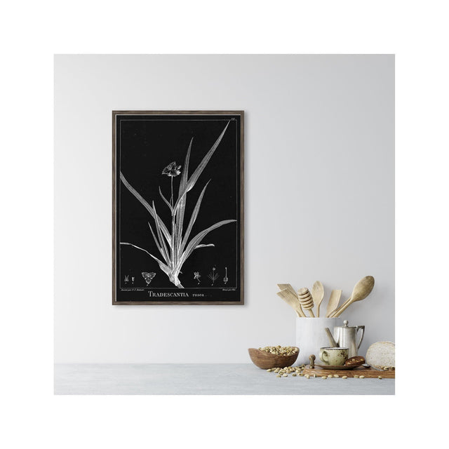 18th Century FRENCH BOTANICAL Illustration - TRADESCANTIA Rosea - Foundry