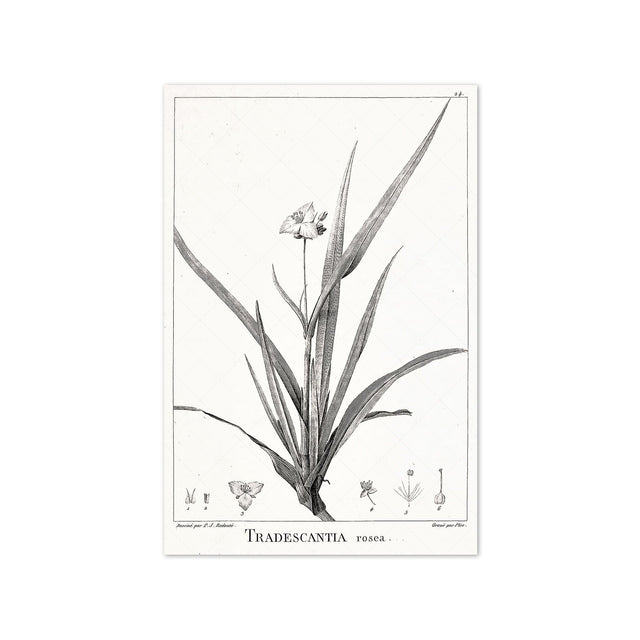 18th Century FRENCH BOTANICAL Illustration - TRADESCANTIA Rosea - Foundry