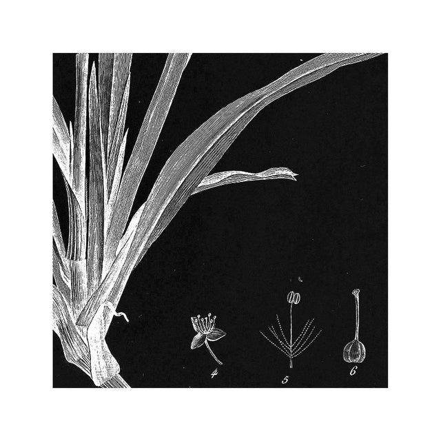 18th Century FRENCH BOTANICAL Illustration - TRADESCANTIA Rosea - Foundry