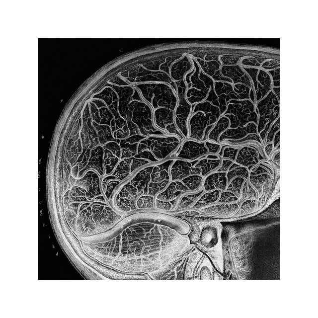 ATLAS of ANATOMY - HUMAN BRAIN and SPINE - Foundry