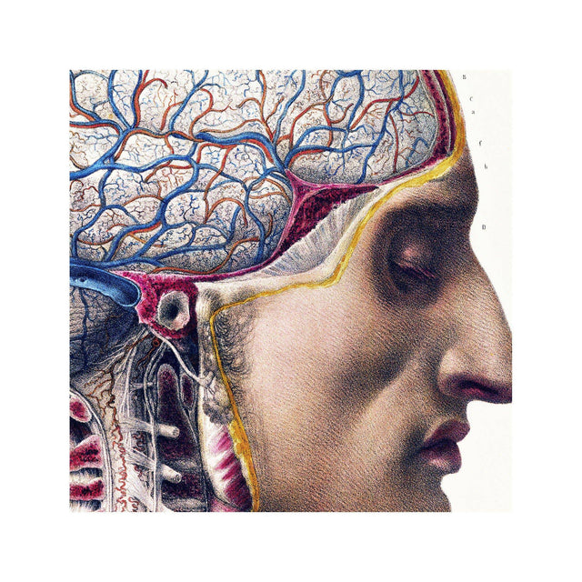 ATLAS of ANATOMY - HUMAN BRAIN and SPINE - Foundry