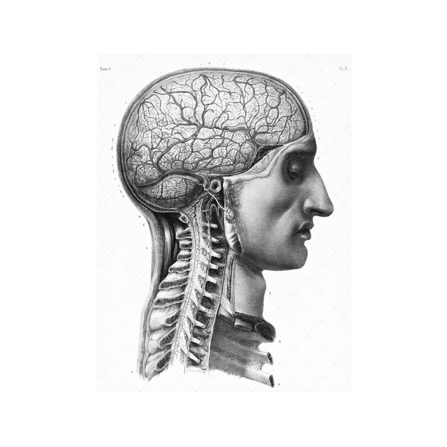 ATLAS of ANATOMY - HUMAN BRAIN and SPINE - Foundry