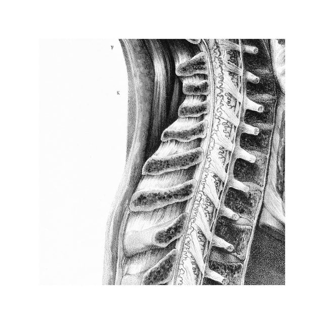 ATLAS of ANATOMY - HUMAN BRAIN and SPINE - Foundry