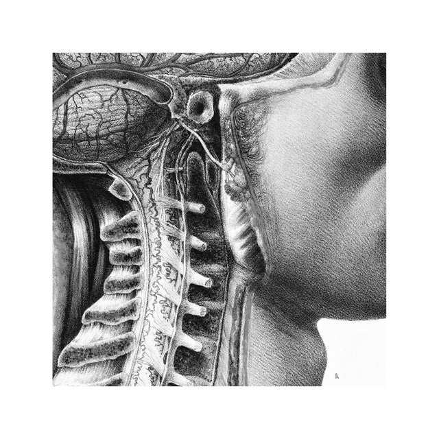 ATLAS of ANATOMY - HUMAN BRAIN and SPINE - Foundry