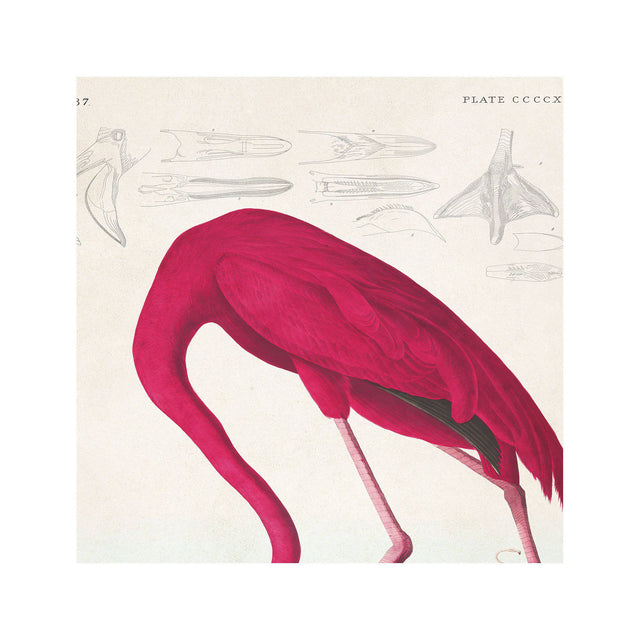 Birds of America - AMERICAN FLAMINGO by John James AUDOBON - Foundry