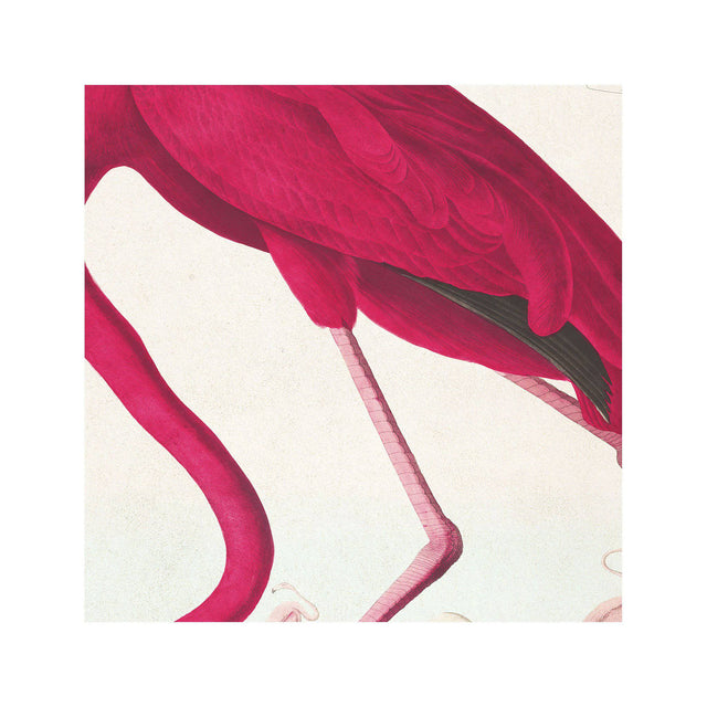 Birds of America - AMERICAN FLAMINGO by John James AUDOBON - Foundry