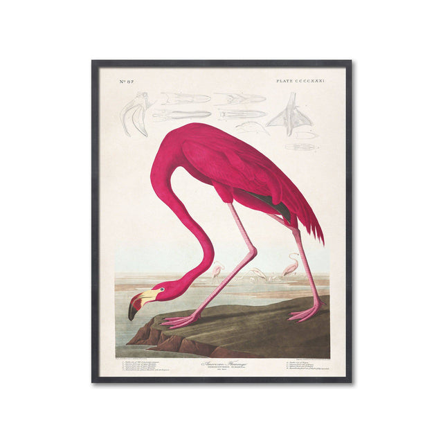 Birds of America - AMERICAN FLAMINGO by John James AUDOBON - Foundry