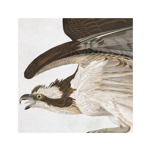 Birds of America - OSPREY by John James AUDOBON - Foundry