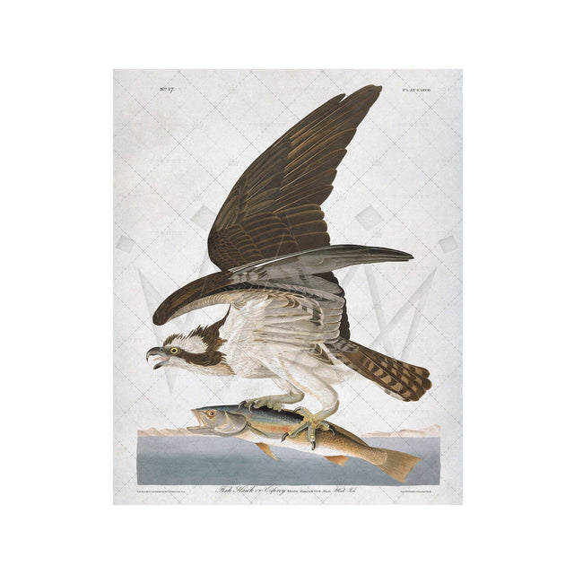 Birds of America - OSPREY by John James AUDOBON - Foundry