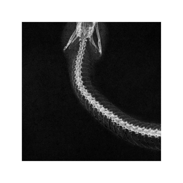 COPPERHEAD SNAKE XRAY - Foundry