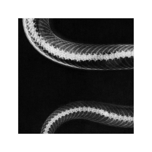 COPPERHEAD SNAKE XRAY - Foundry