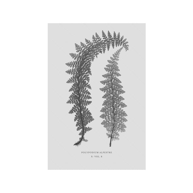 FERN ART: 1859 ENGLISH FERN #11 - Foundry