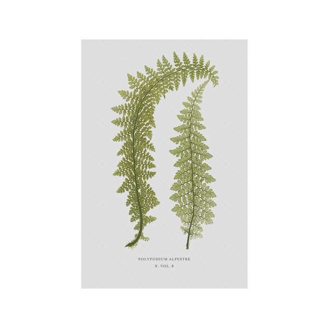 FERN ART: 1859 ENGLISH FERN #11 - Foundry