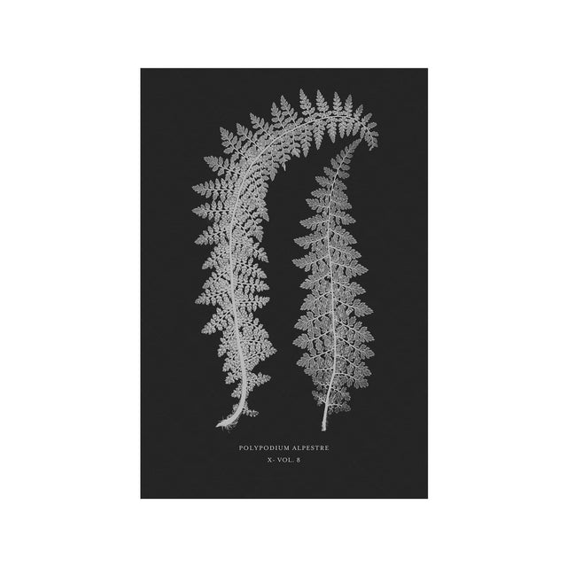 FERN ART: 1859 ENGLISH FERN #11 - Foundry