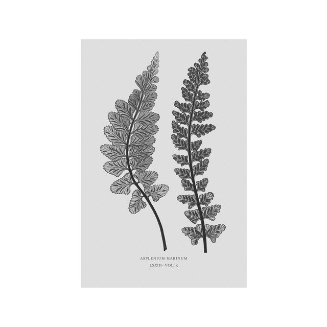 FERN ART: 1859 ENGLISH FERN #12 - Foundry