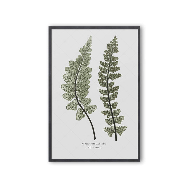 FERN ART: 1859 ENGLISH FERN #12 - Foundry