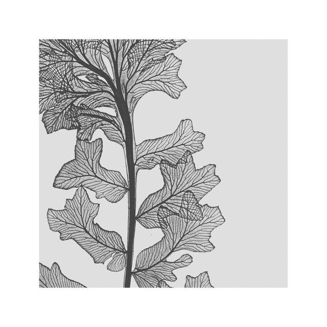 FERN ART: 1859 ENGLISH FERN #13 - Foundry