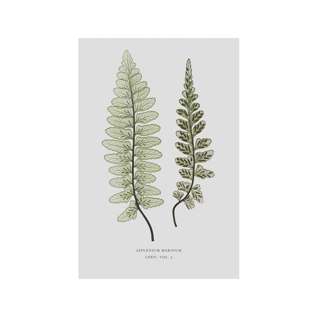 FERN ART: 1859 ENGLISH FERN #15 - Foundry