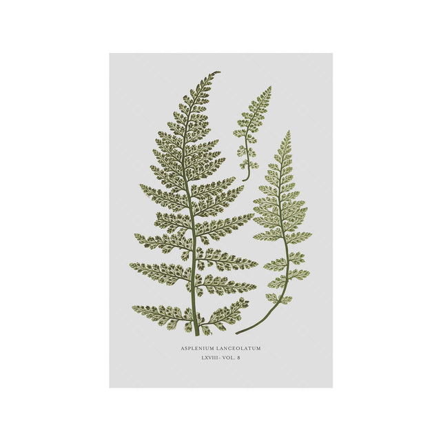 FERN ART: 1859 ENGLISH FERN #17 - Foundry