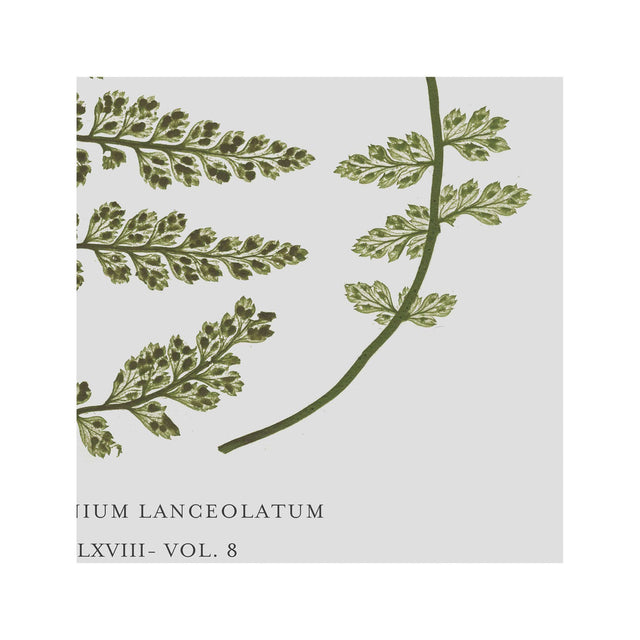 FERN ART: 1859 ENGLISH FERN #17 - Foundry