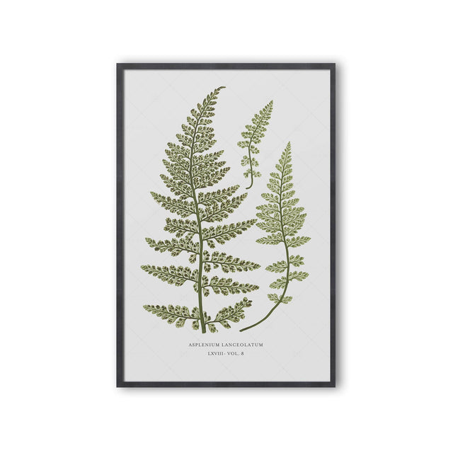 FERN ART: 1859 ENGLISH FERN #17 - Foundry
