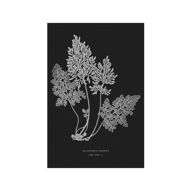 FERN ART: 1859 ENGLISH FERN #18 - Foundry