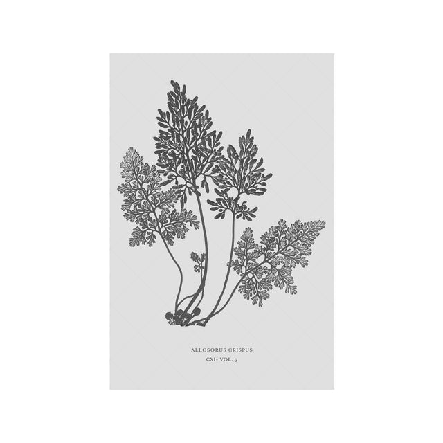 FERN ART: 1859 ENGLISH FERN #18 - Foundry