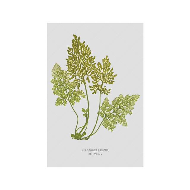 FERN ART: 1859 ENGLISH FERN #18 - Foundry