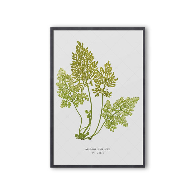 FERN ART: 1859 ENGLISH FERN #18 - Foundry