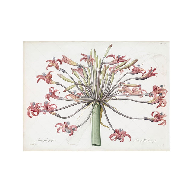 LILY - AMARYLLIS JOSEPHINE - Foundry