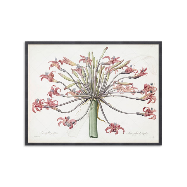 LILY - AMARYLLIS JOSEPHINE - Foundry