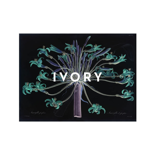 LILY - AMARYLLIS JOSEPHINE - Foundry