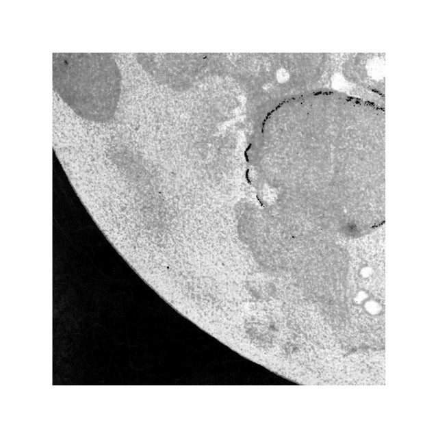 LUNAR PHASES ILLUSTRATION - DAY 12 - Foundry