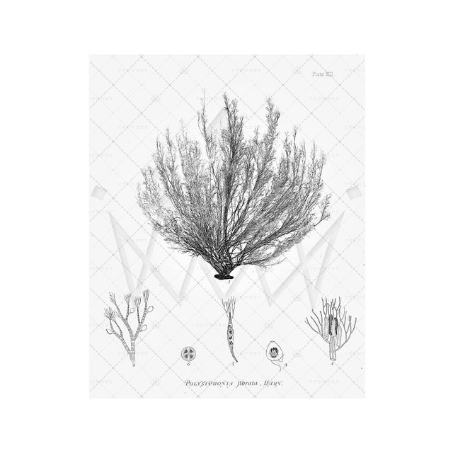 SEAWEED ART: 1859 BOTANICAL #01 - Foundry