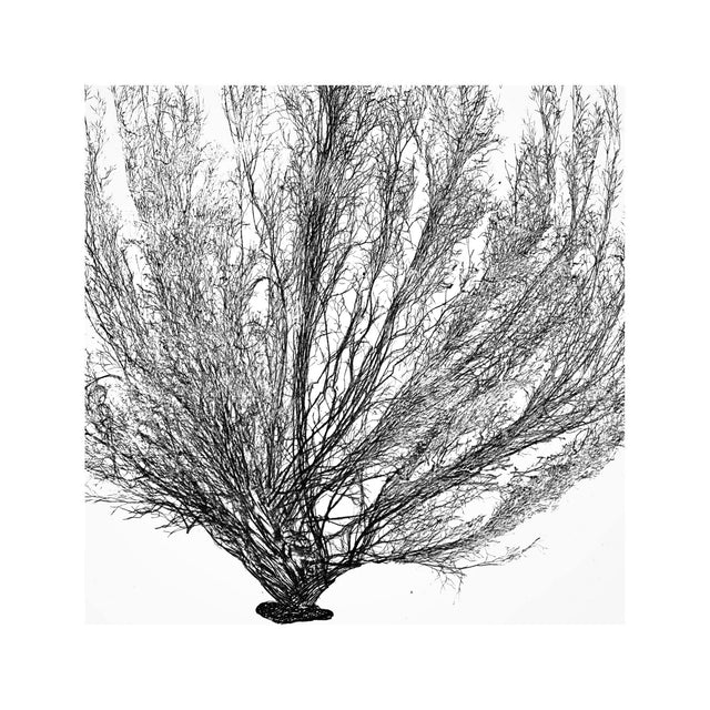 SEAWEED ART: 1859 BOTANICAL #01 - Foundry