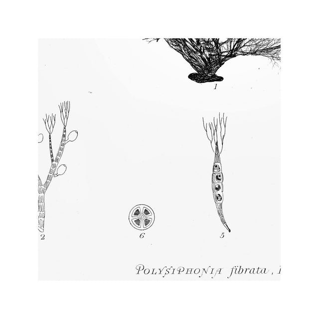 SEAWEED ART: 1859 BOTANICAL #01 - Foundry