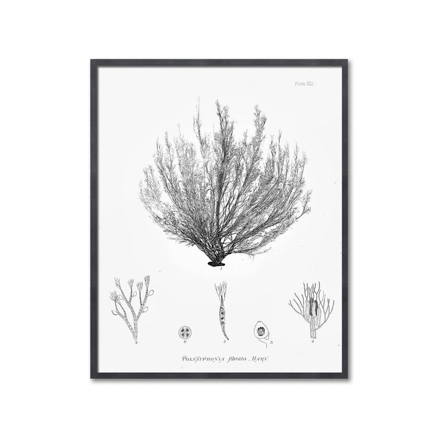 SEAWEED ART: 1859 BOTANICAL #01 - Foundry