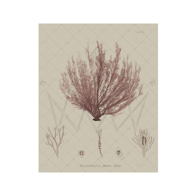 SEAWEED ART: 1859 BOTANICAL #01 - Foundry
