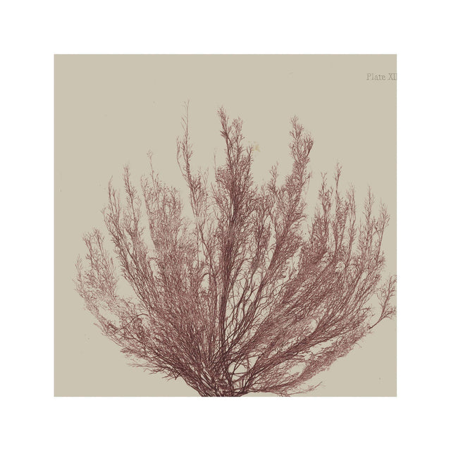 SEAWEED ART: 1859 BOTANICAL #01 - Foundry