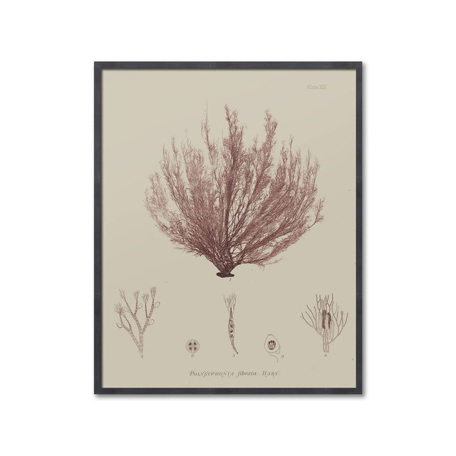 SEAWEED ART: 1859 BOTANICAL #01 - Foundry