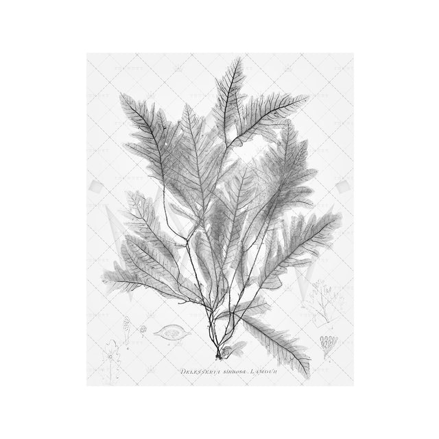 SEAWEED ART: 1859 BOTANICAL #02 - Foundry