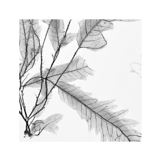 SEAWEED ART: 1859 BOTANICAL #02 - Foundry