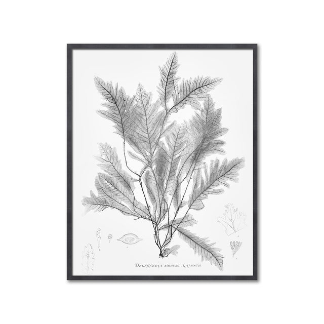 SEAWEED ART: 1859 BOTANICAL #02 - Foundry