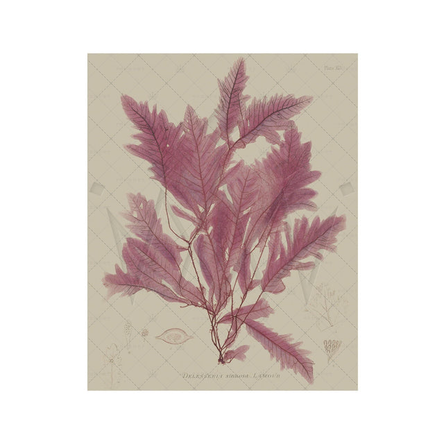 SEAWEED ART: 1859 BOTANICAL #02 - Foundry