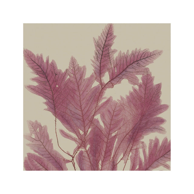 SEAWEED ART: 1859 BOTANICAL #02 - Foundry