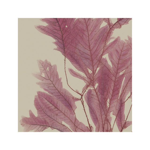 SEAWEED ART: 1859 BOTANICAL #02 - Foundry